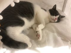 -猫友咖啡店(玉林西路店)