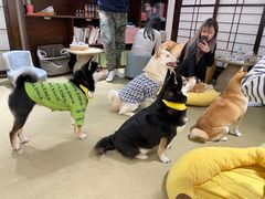 -逗柴咖啡屋·狗咖猫咖宠物桌游