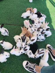 -萌宠亲子动物乐园(槐房万达店)