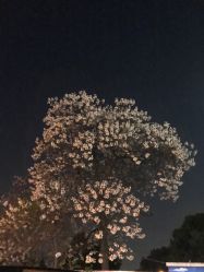-花师傅