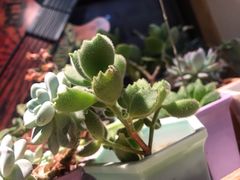 -王红军龙虾(新民路店)