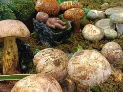 -福照楼汽锅鸡·云南菜(万达广场店)