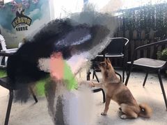 -柴犬高等学院·狗咖·柴犬售卖·宠物训练