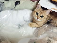 -lincat·猫舍(广州店)