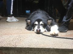 -more than meow吴止猫主题餐厅(承德 中船汇店)