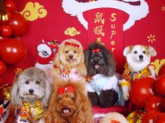 -超宠爱宠物摄影-Super pet