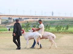 -光明小镇欢乐田园