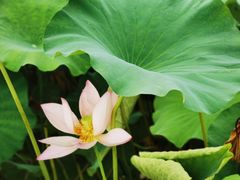 -金色田园农家乐餐厅