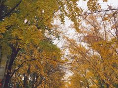 -三里屯东五街银杏大道