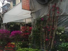-金科花卉市场