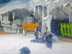 -海合安武汉极地海洋公园