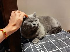 -逗柴咖啡屋·狗咖猫咖宠物桌游