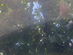 -Belice Chocolate Kingdom