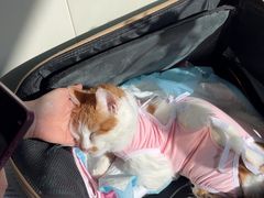 -美联众合动物医院·24h京西诊疗中心