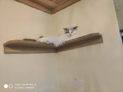 -滚猫咖啡·猫咖·猫友好撸猫(未来城店)
