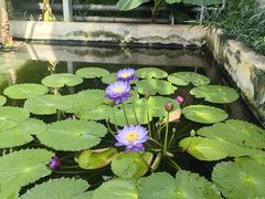 -国家植物园南园