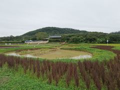 -艾米稻香小镇