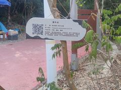 -海南霸王岭国家森林公园