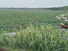 -天津东丽湖风景区