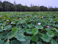 -嘉北郊野公园