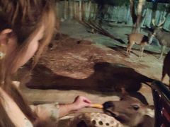 -清迈夜间动物园