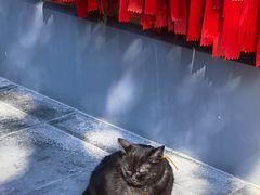 -龙华素斋(龙华路店)