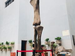 -自贡恐龙博物馆