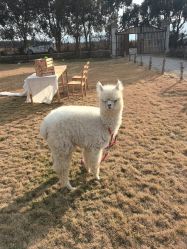 -DORA kids 朵拉儿童摄影花园店