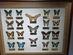 -上海昆虫博物馆