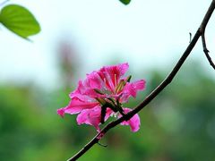 -中国科学院华南植物园