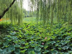 -圩墩遗址公园