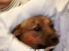 -梧桐树下(云锦世家店)