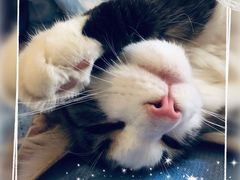 -猫大福·Fortune Cat猫舍(百子湾店)