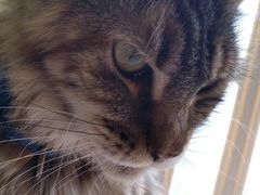-猫色咖啡·猫咖