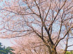 -武汉大学-樱园