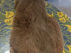 -平行世界·猫咖(首经贸店)