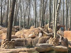 -北京野生动物园