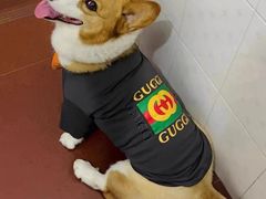 -萌宠之家·腊肠犬·马尔泰·小体犬舍