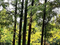 -上海市保健医疗中心