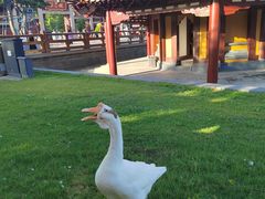 -龙华素斋(龙华路店)