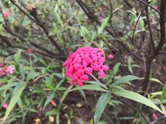 -东莞植物园
