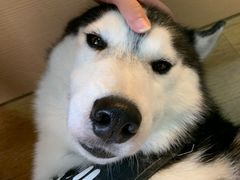 -Husky Go! 哈士奇体验馆·宠物咖啡厅狗咖