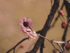 -蜀冈西峰生态公园