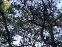 -芦仙山景区-飞越丛林探险乐园