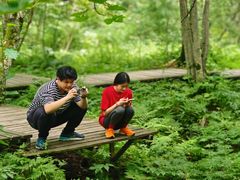 -五营红松林海景区
