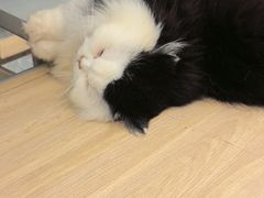 -米乐乖乖猫咪咖啡馆·猫咖(深圳湾后海汇店)