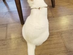 -有猫主题·治愈系猫咖(曾厝垵店)