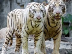 -广州长隆野生动物世界