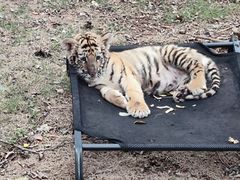 -西霞口神雕山野生动物世界