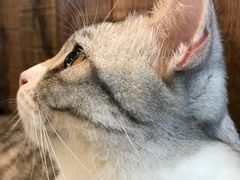 -吉丁鸟咖·异宠·寄养